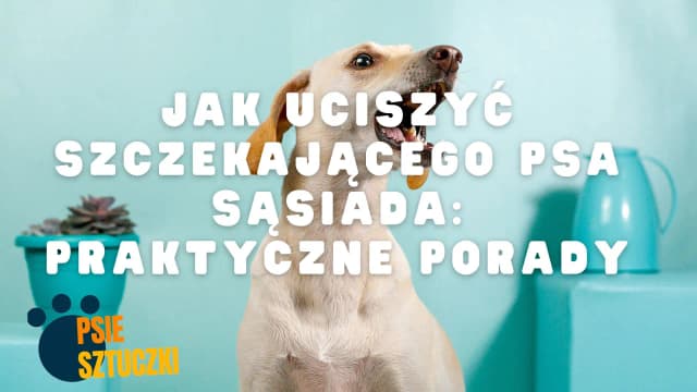 Jak uciszyć psa sąsiada w bloku i odzyskać spokój w domu