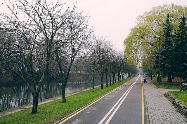 Jakie drzewa sadzić na osiedlach, by uniknąć problemów z infrastrukturą?